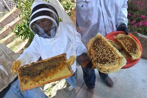 Honey Bee Hive Removal Services